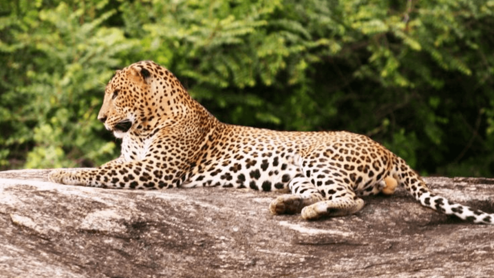 Sinharaja Rain Forest