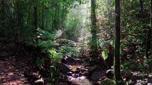 Sinharaja Forest
