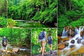 Sinharaja Forest