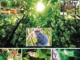 Sinharaja Forest