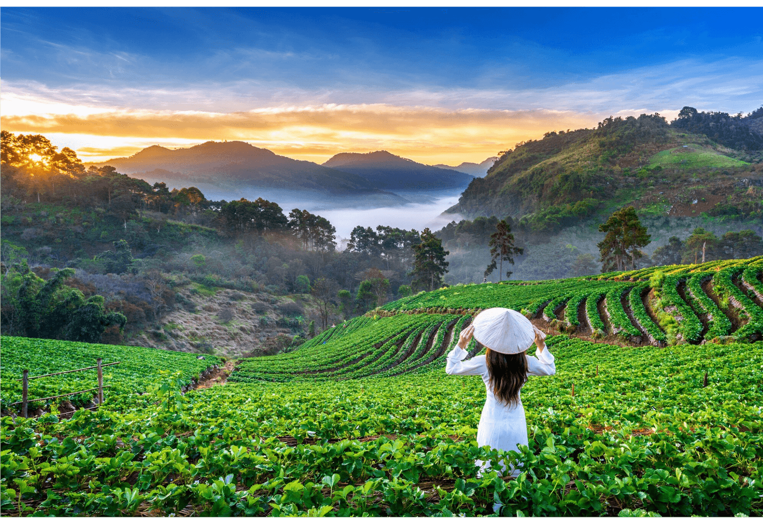 Tracing the Roots of Sri Lanka’s Finest Teas: A Journey Through the Tea Trails of Uva