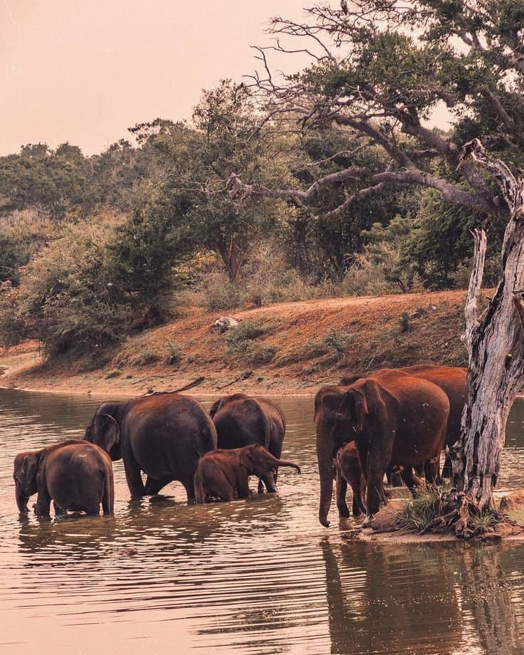 Sri Lanka's Dry Zone