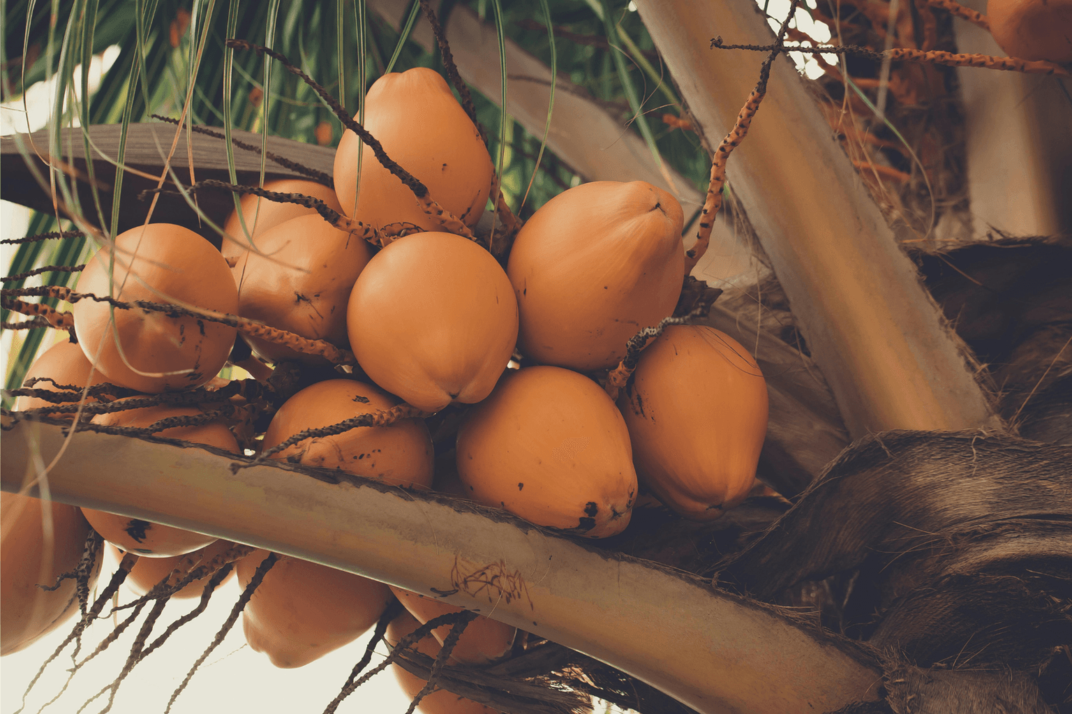 The Rich Taste of Tembili in Sri Lanka: A invigorating Taste of Nature