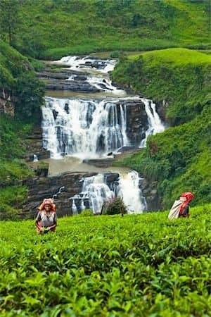 Tea Trails of Uva