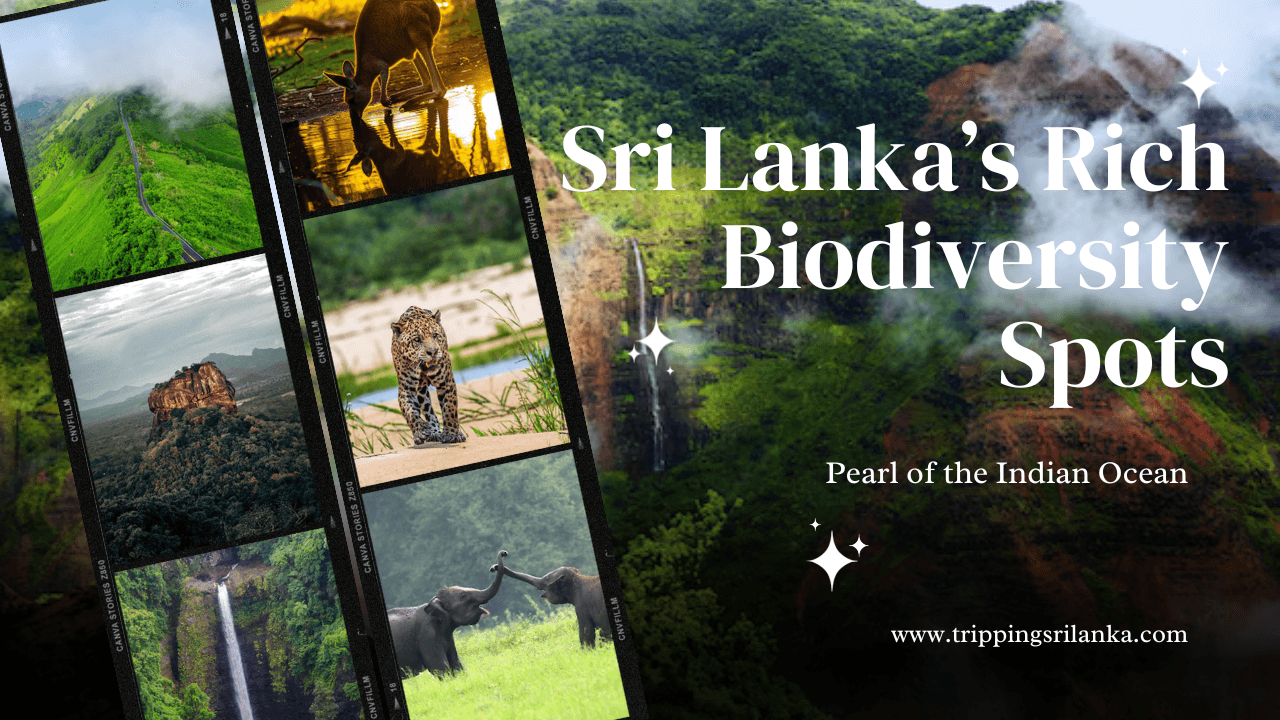Discovering Sri Lanka’s Rich Biodiversity Spots