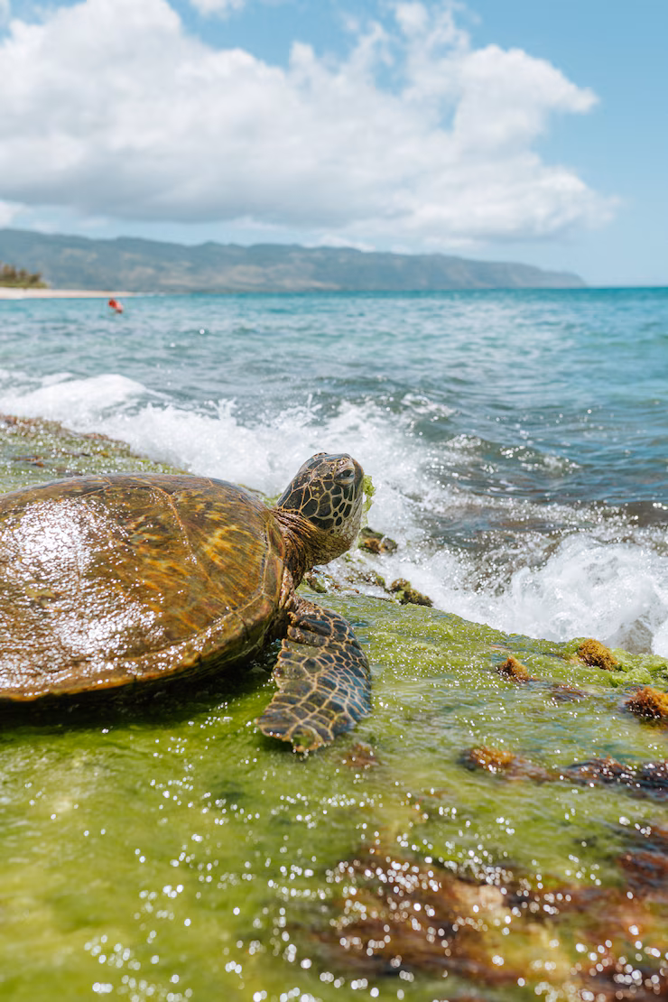 Turtle Watching