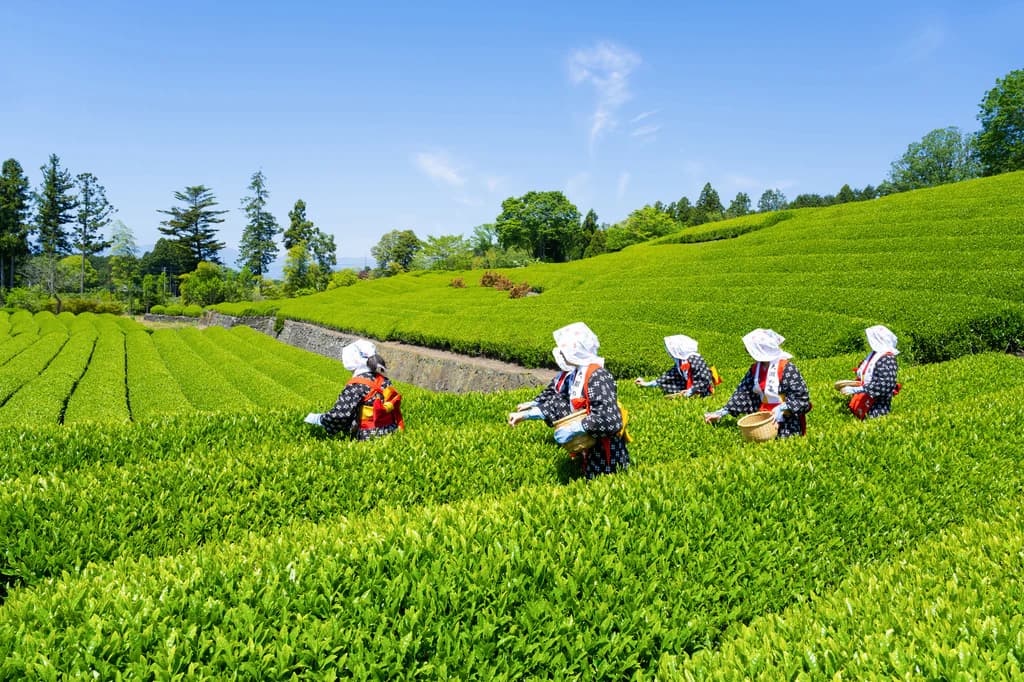 How DITWA Rainfall Patterns Are Changing the December Tea-Picking Season