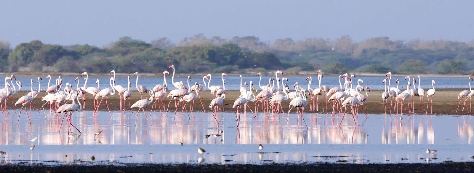 The Bird Highways of Mannar: Why This Flat Land Becomes a Sky Supermarket