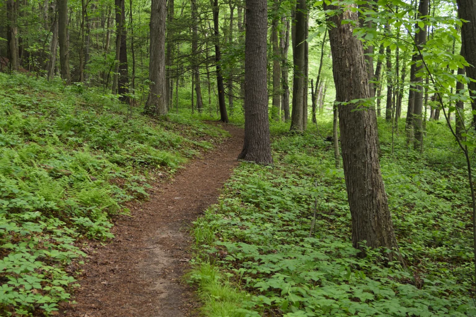 Forests as Resources and Sanctuaries