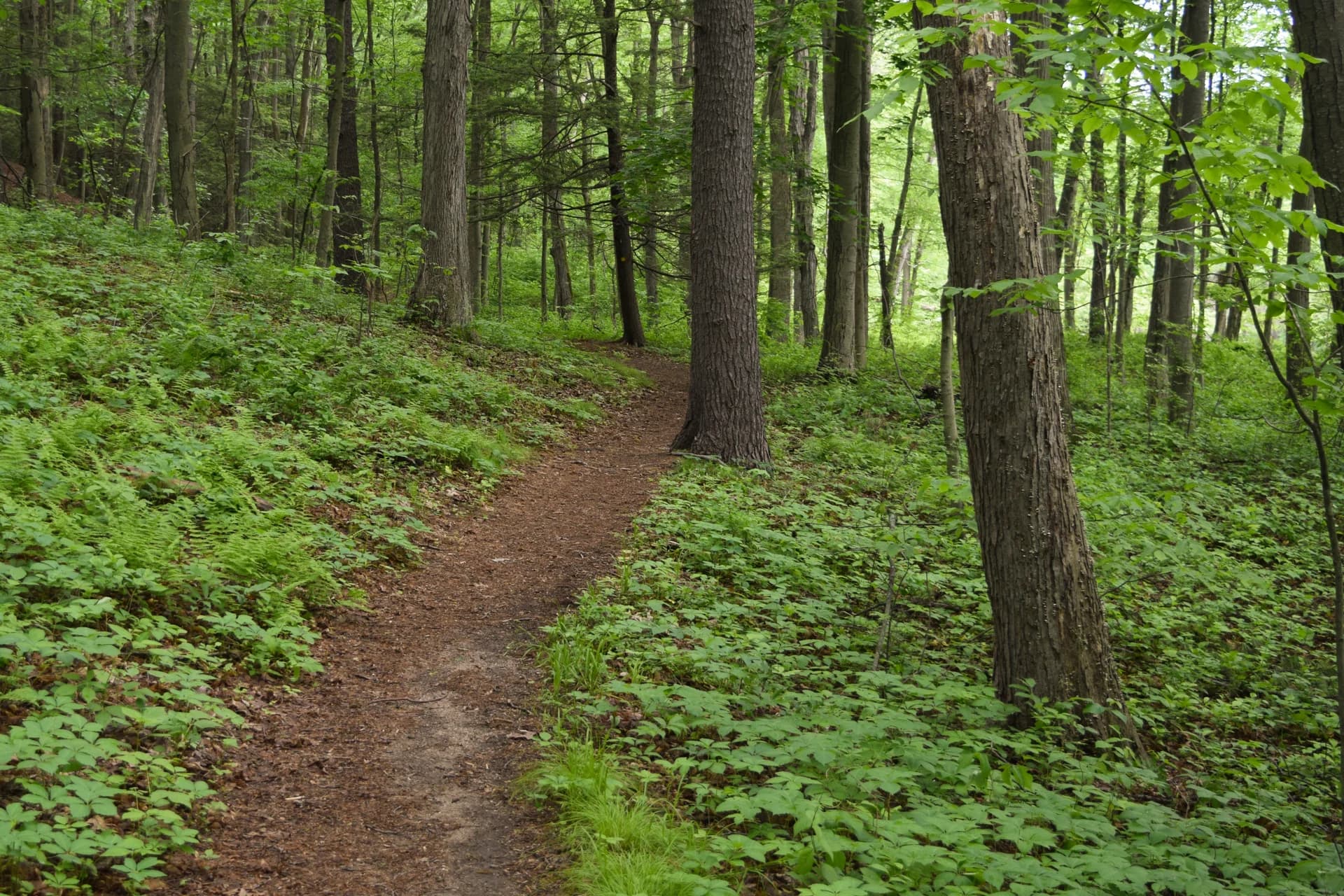 Forests as Resources and Sanctuaries
