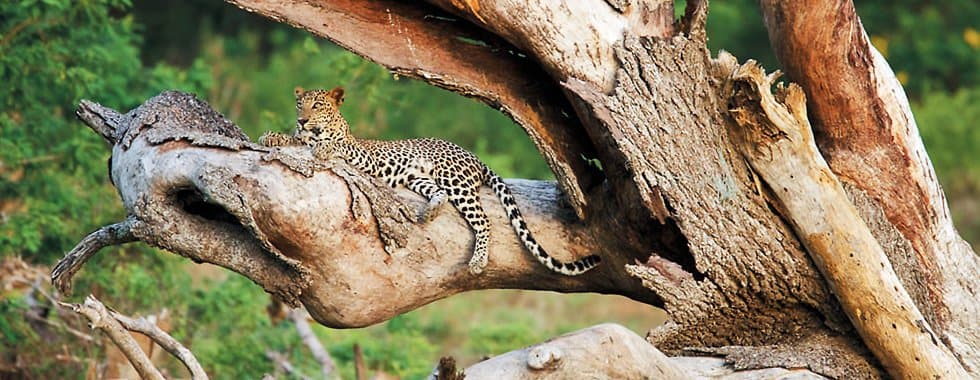 Seeing Sri Lanka Through Roloff Beny’s Lens — The Photographer Who Fell in Love with an Island