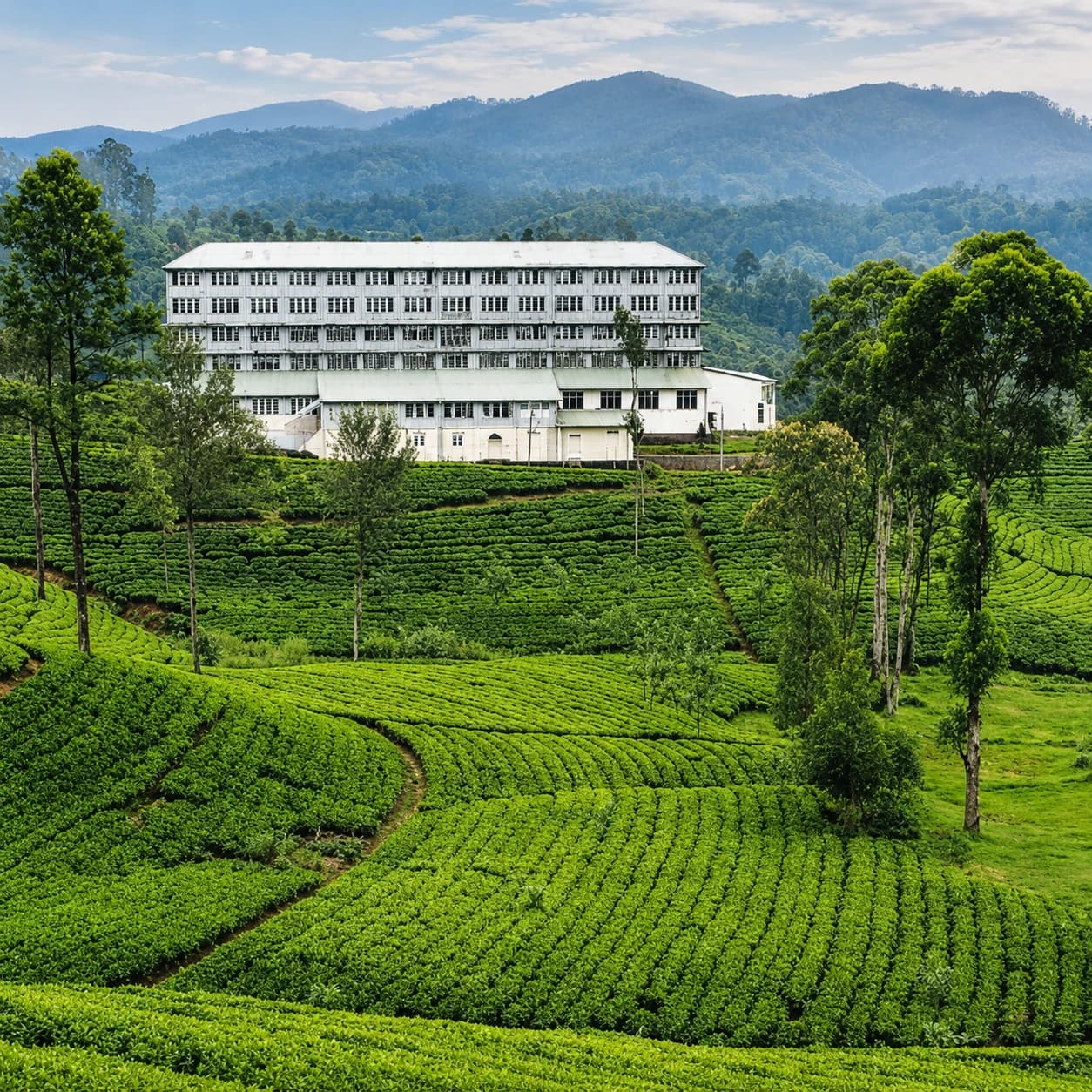 Maha Uva Estate: Halgranoya Tea Country