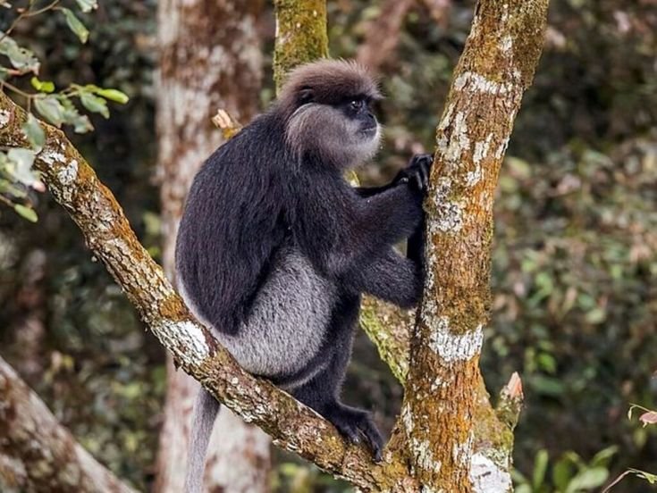 Sinharaja Rain Forest