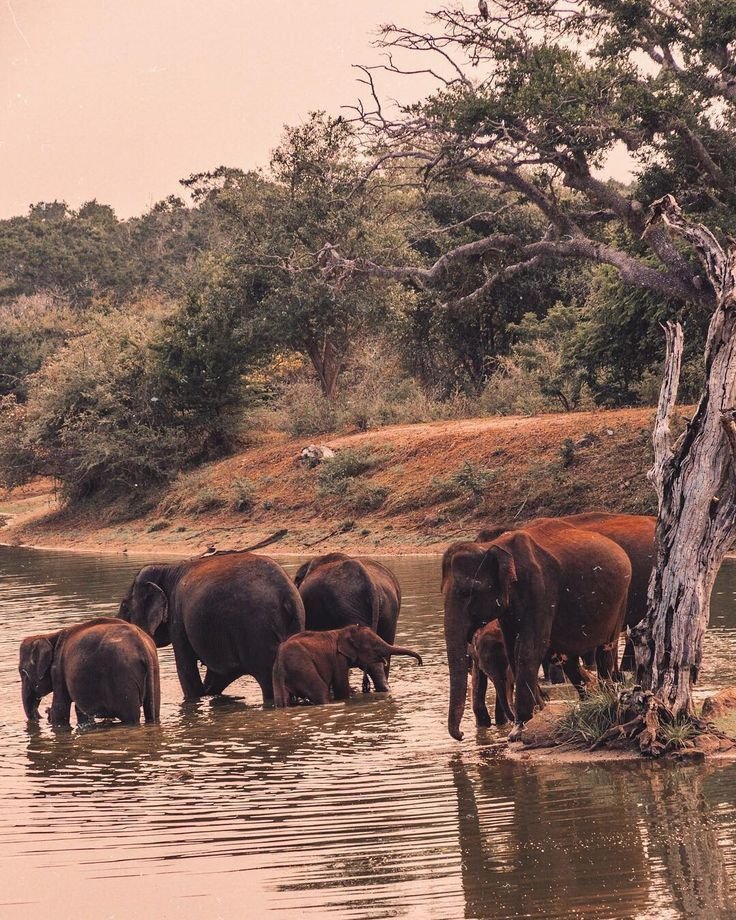 Sri Lanka's Dry Zone
