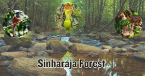 Sinharaja Forest