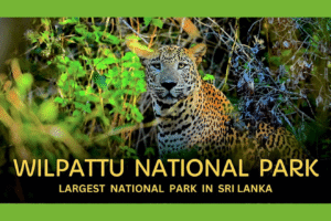 wilpattu national park
