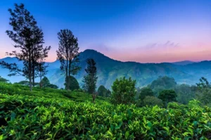 Chasing the Wild Heart of Sri Lanka: A Traveler’s Guide to Untamed Adventures and Cultural Riches