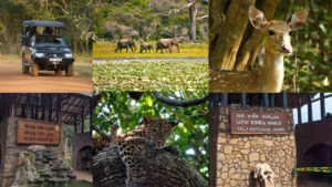 Yala or Wilpattu? Pick Your Park by Season and Style