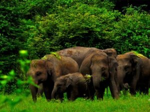 The Elephant Corridors of Wasgamuwa: A Traveller’s Guide to Safe and Ethical Viewing