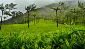 Tea Trails Beyond Tourism: How Climate Change is Rewriting the Future of Ceylon Tea