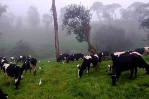 From Ambewela to Ragala: Exploring the Hill Country Dairy Belt and Its Colonial Roots