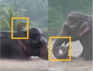 Wildlife After the Storm: How DITWA Affected Elephant Corridors and Bird Migration