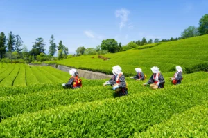 How DITWA Rainfall Patterns Are Changing the December Tea-Picking Season