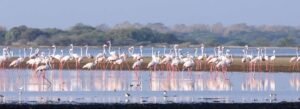 The Bird Highways of Mannar: Why This Flat Land Becomes a Sky Supermarket