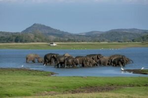 From Colonial Hunting Grounds to National Parks: How Landscapes of Power Became Spaces of Protection