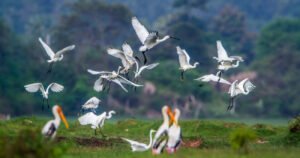 Year-End Birdwatching: Why December Is Peak Migration Season in Sri Lanka