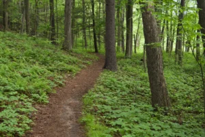 Forests as Resources and Sanctuaries