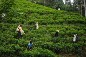 The Elegance of Old Ceylon Tea Culture: More Than a Drink, It Was a Way of Life
