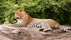 Sinharaja Rain Forest