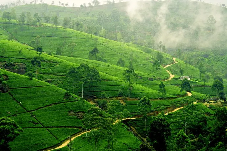 The Early British and Scottish Planters of Sri Lanka — And the Heritage They Left Behind