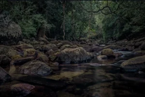 Night Sounds of Sinharaja: What Really Happens After Sunset in the Rainforest