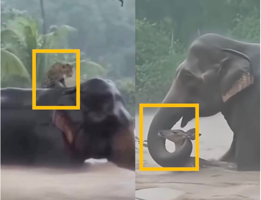 Wildlife After the Storm: How DITWA Affected Elephant Corridors and Bird Migration