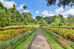 British Botanical Experiments in Peradeniya and How They Shaped Sri Lankan Flora