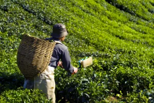 Tea Pickers’ Cultural Lives: Music, Festivals, and Traditions in the Estates
