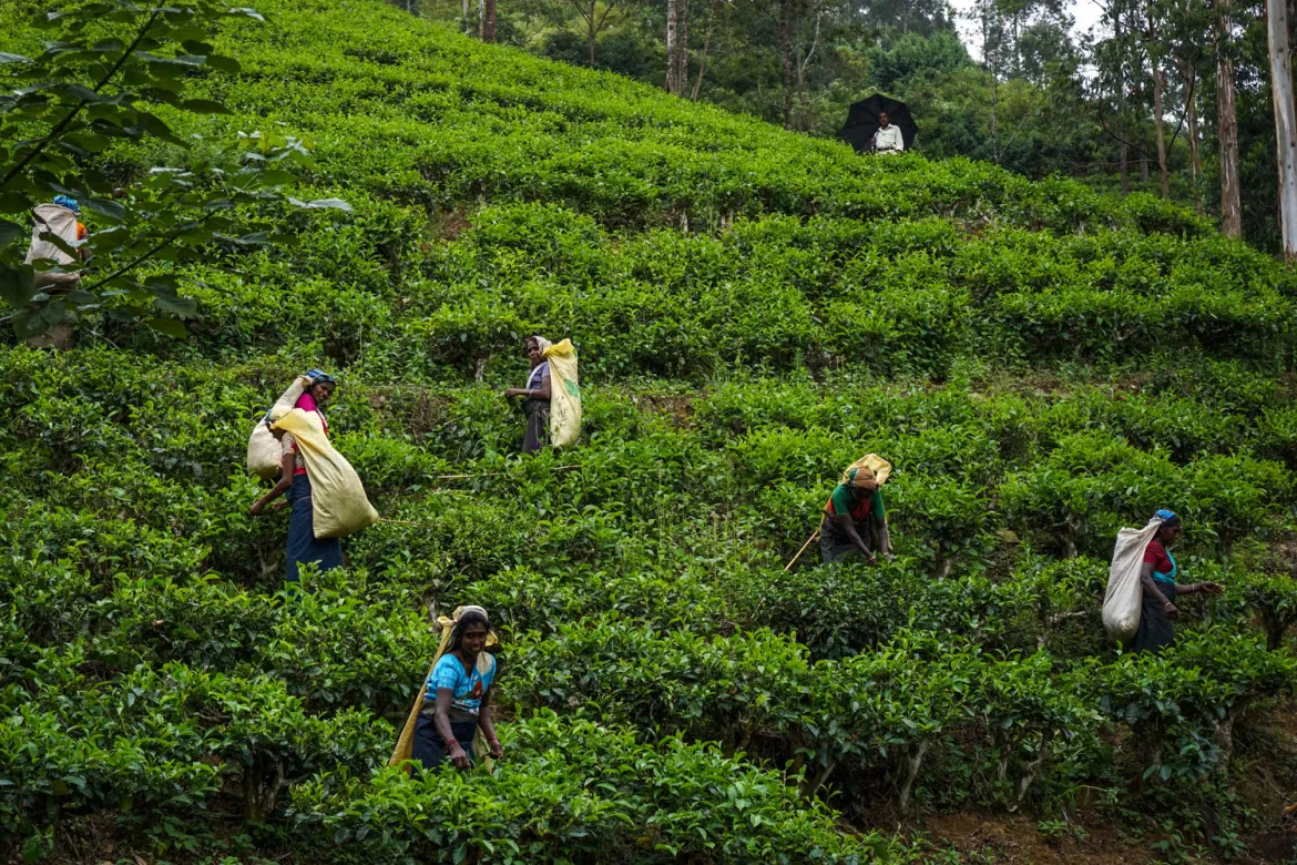 The Elegance of Old Ceylon Tea Culture: More Than a Drink, It Was a Way of Life